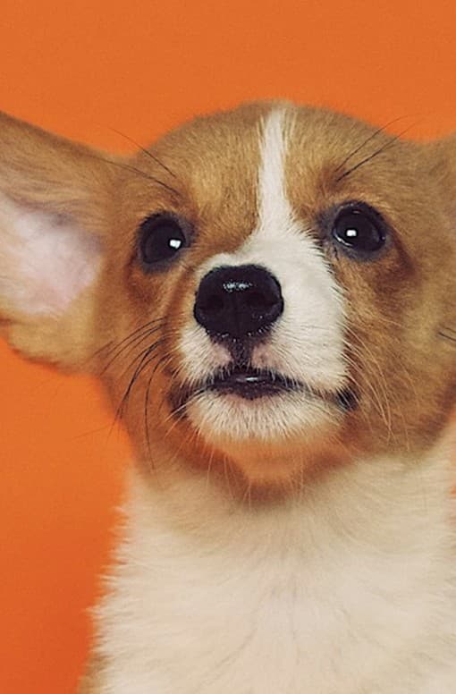 Parkta oyun buluşmasına hazır sevimli bir köpek